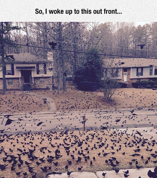 srsfunny:  Hitchcock Was Righthttp://srsfunny.tumblr.com/