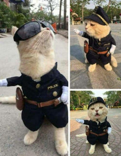 awwww-cute:  The Police Cat (Source: http://ift.tt/2xp702t)