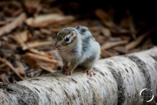 Fr - Tamia ou écureuil de Corée En - ChipmunkDe - ...