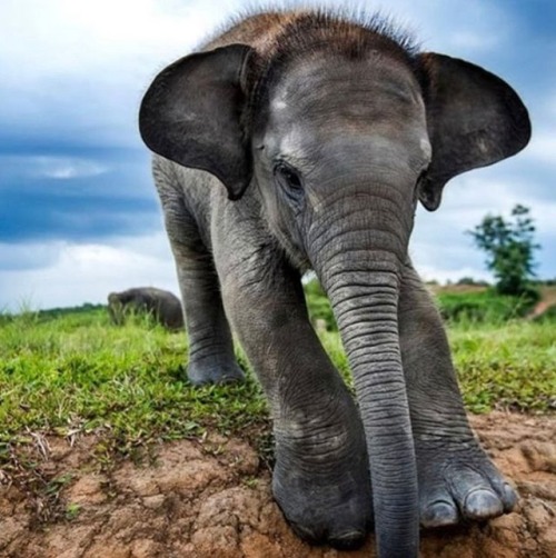 A baby elephant is called a calf. It weighs about 250 pounds at birth and stands about three feet ta