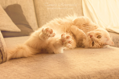 cat-parlour:  Pip and Bink ♡