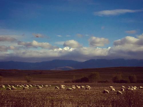 La o iarbă :) #fagaras #romania #sheep #snowmountain (at Poiana Bradului Sibiu)