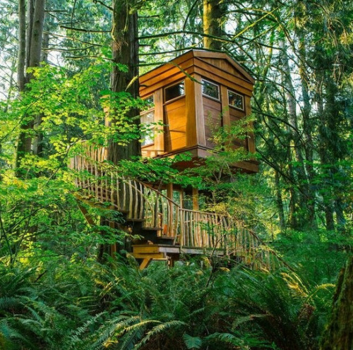 Sex kateoplis:  Treehouses of the Pacific NW pictures