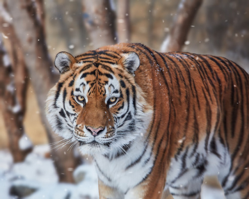 beautifulklicks - Amur tigressOleg Bogdanov
