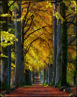 silvaris: 	Autumn Beech Avenue by Stuart Low    	