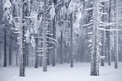 nevver: Into the woods, Kilian Schönberger 