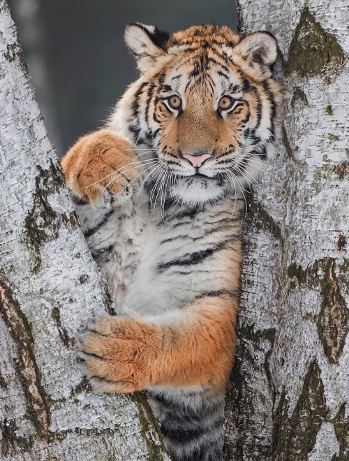 Tiger Cub by © inawolfisblickwinkel