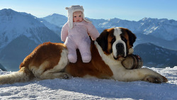 animalz-blogz:  A baby on a St Bernard in