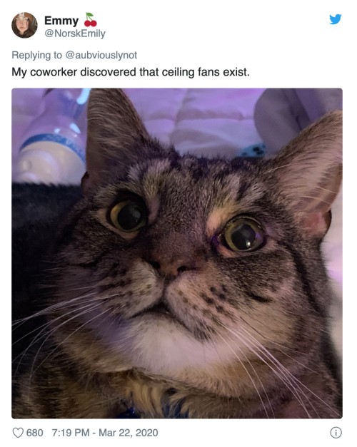 thefingerfuckingfemalefury:justdailystories:Hilarious Twitter Thread Where People Pretend Their Pets