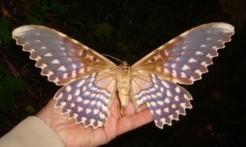 Thysania Agrippina Is A Species Of Moth In The Family Erebidae. It Was Described By Maria Sibylla Merian