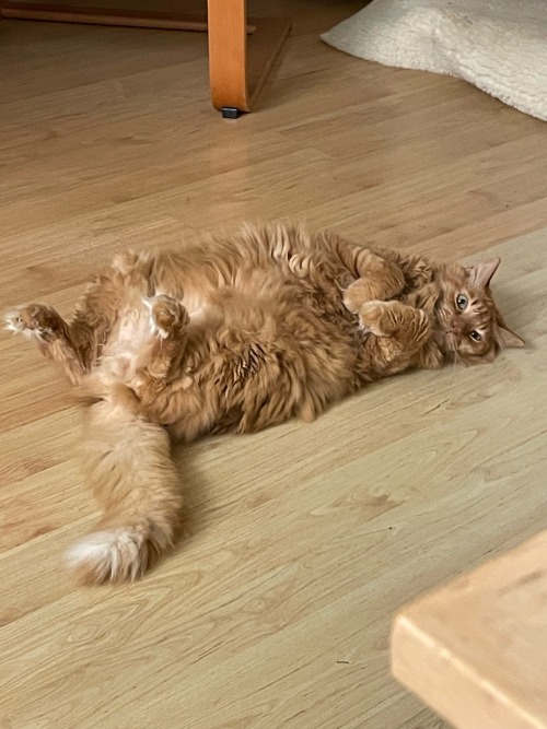 pumpkin-belly:reminder: floof