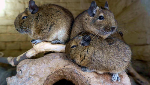 Degu’s.