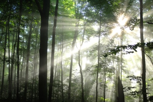 pedrodynomite:Crepuscular Rays in the Vermont forest.