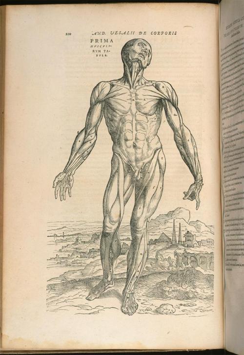 italianartsociety: By Jean Marie Carey Andreas Vesalius died on 2 October 1564 at age 49. Born in Br