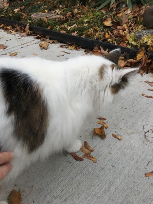 sour-baby:  Look at this kitty that blessed my life today.