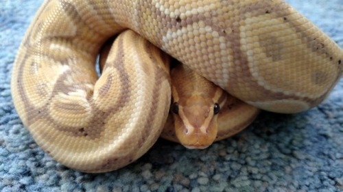 Apophis is so shy~ (male banana ball python)