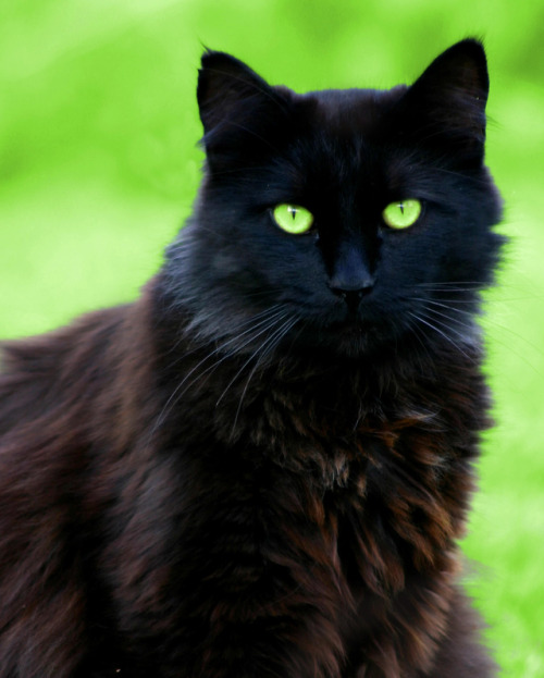 warriors-real-cats: Hollyleaf – black she-cat with green eyes (Thunderclan)