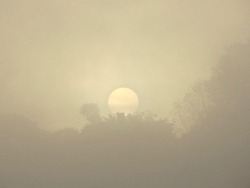 geopsych:Sun coming up through fog yesterday.