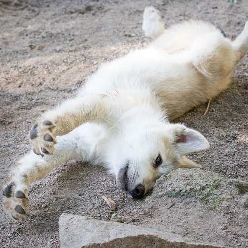 wolveswolves:
“Wolf pup at the International Wolf Center by Heidi Pinkerton
”