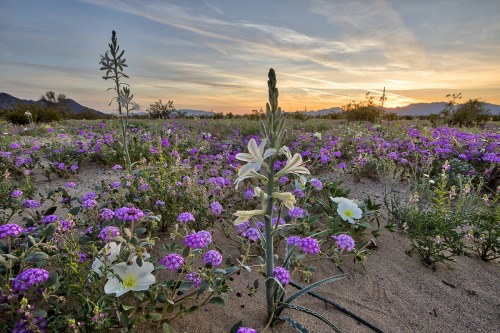 americasgreatoutdoors:Do you hear the buzzing of spring? The desert lily’s sweet fragrance attracts 