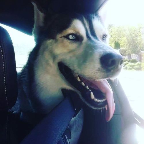 My little LOKI catching some air time #husky #siberianhusky #loki #dogs #puppies #puppy #outdoors