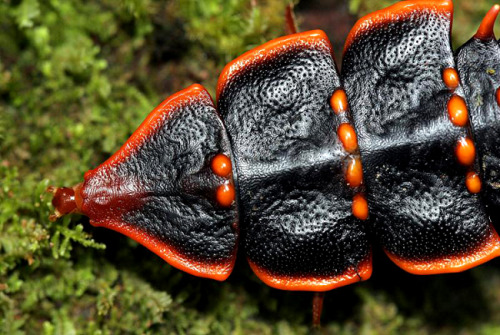 scienceyoucanlove:orbitingthoughts:Duliticola is a genus of beetles of the family Lycidae. It is nam