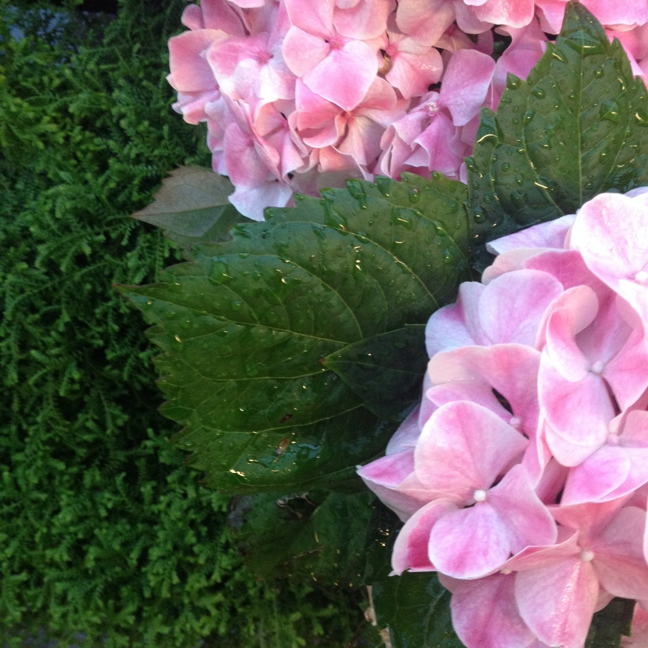 nymphauna:look!!! hydrangeas!!!