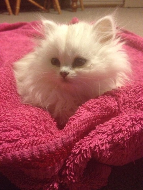 animalsdancing:Sushi as a kitten DA FLOOF!