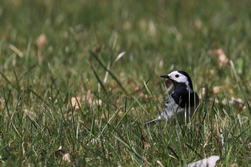 White wagtail/sädesärla (Motacilla alba). 