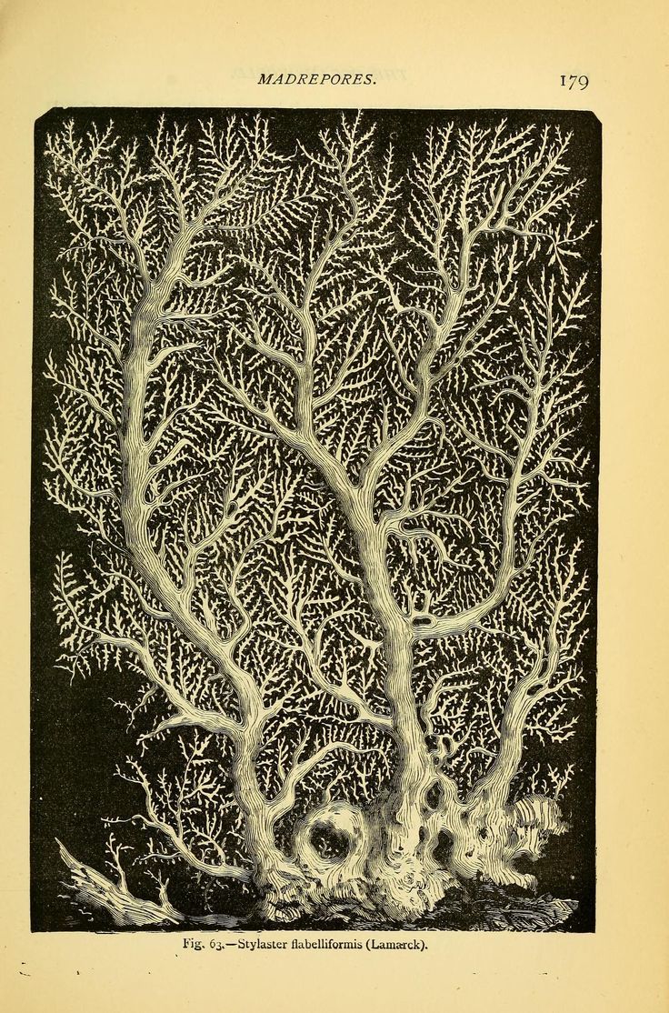 nemfrog:
“Fig. 63. Stylaster flabelliformis. Coral. The ocean world. 1872.
”
This day in Nemfrog history. September 30, 2014. An early Nemfrog post, as wonderful as ever.