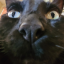 tuffcatdad