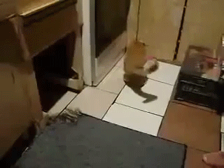 sizvideos:  Mouse Attacks CatVideo