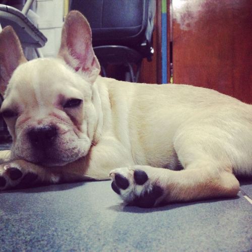 Pancho the Frenchie from Philippines. by Phil