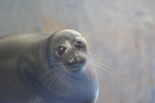 slushyseals: 彦にゃん@Spotted_Seal_ Characteristics of Baikal Seal “Big eyes”