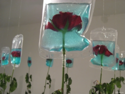 love:  TO LIVE ON by Min Jeong Seo, 2005The stalks of these roses are already dried up but their blossoms are preserved and kept fresh by medical infusin bags. The life-span of every living creature is limited. The infusion bags stand for progress in