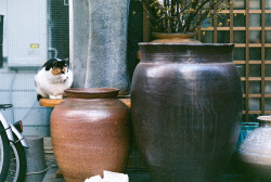ileftmyheartintokyo:  壺と猫 by sabamiso on Flickr.