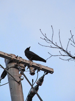 kinkurohajiro:2 dec. 2014(火) crows @ Kamogawa , Kyoto.  1&amp;2,9&amp;10; Carrion Crow adults 3&amp;4; Jungle Crows, 5-8; young Carrion Crows.