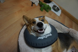 thecorgimilo:  You did what with my balls?