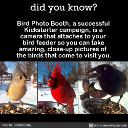 yulelesbian:  did-you-kno:  Bird Photo Booth, a successful  Kickstarter campaign, is a  camera that attaches to your  bird feeder so you can take  amazing, close-up pictures of  the birds that come to visit you.  Source Source 2 Source 3  @apxtheosis