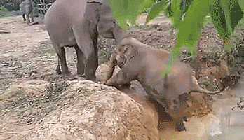 thenatsdorf:Big elephants gives baby elephant a helpful push. [full video]
