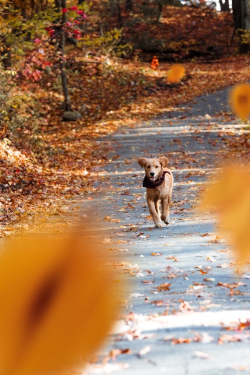 crisp-season:follow my ig: taydederick for my adventurous fall photos 