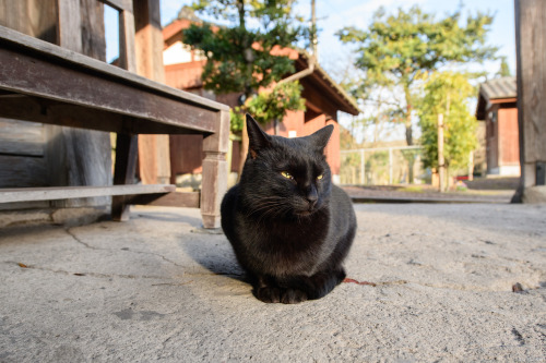 かつて嘉例川観光大使「にゃん太郎」がいた駅。ここは、鹿児島県内最古の木造駅舎ＪＲ嘉例川駅（かれいがわえき）。 「にゃん太郎」 は死んでしまったが、駅にははやとの風に似た黒猫が佇んでいた。 Please