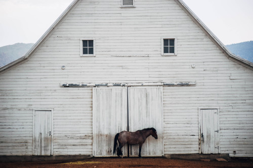 countryff4171: barn life