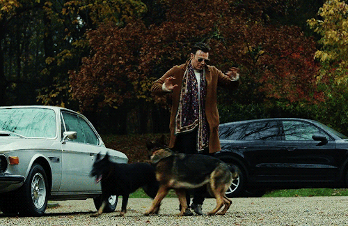 gregory-peck:The German Shepherd Dogs in Knives Out (2019) dir. Rian Johnson