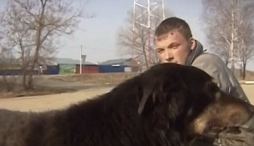 onion-souls: ruskiizek:  skeleton-jack:   jeremyvyoral72:  ruskiizek: In Russia a man named Ivan smashed his way through icy water to save a stray dog from drowning, he adopted the dog afterwards and named him Rex.  Hero  God, look at him go. Even money