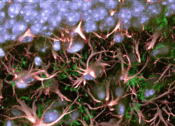 currentsinbiology:  Mouse Hippocampus Dr.