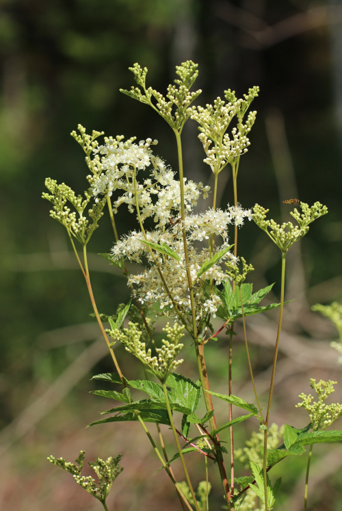 Filipendula ulmaria (meadowsweet/älggräs).