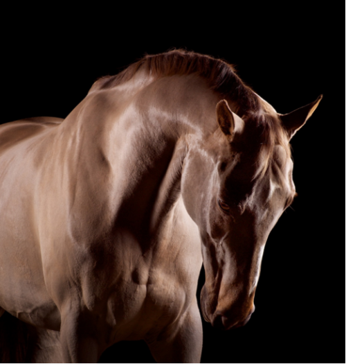 (2) Mark Harvey is a photographer renowned for his stunning animal studies. Carefully crafted lighti