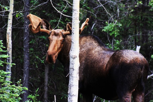 bearschapter:  Friends from Canada/Alaska Part III: The Moose.
