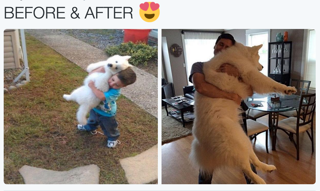 babyanimalgifs